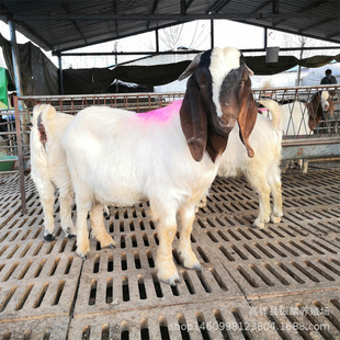 ���ȥ�x��õĲ���ɽ��N���� ����ɽ�����r��