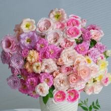 õ�廨�N���ļ����N�Ѵ��׻��҃����̨�_��ֲ�����Ի��ܷN����