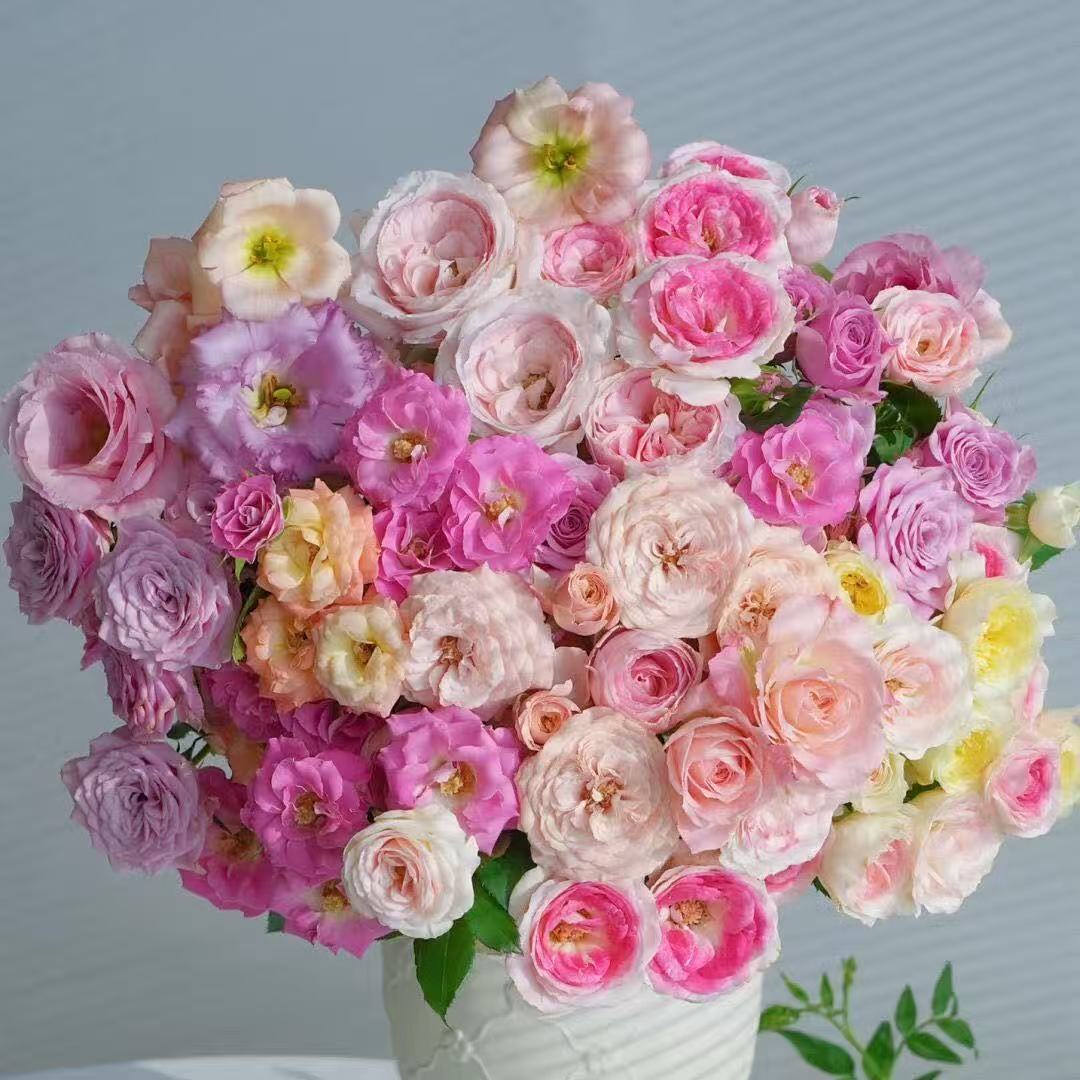 Semillas de rosa semillas de flores en maceta