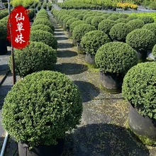 ���ع�����ľ���������׶����������׶�����@�־G����