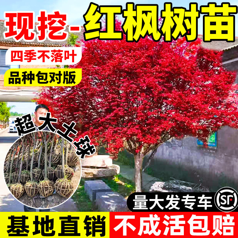 Chinese Red Maple Saplings for All Seasons, Japanese Red Dance Maid Courtyard Old Stump Plants, Villa Outdoor Cold-Resistant Planting in the North and South Chinese Red Maple Saplings for All Seasons, Japanese Red Dance Maid Courtyard Old Stump Plants, Villa Outdoor Cold-Resistant Planting in the North and South
