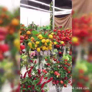 ���滨ɳ������������ �͏d�҃����P���ܻ�ˇ�[������t�����{��
