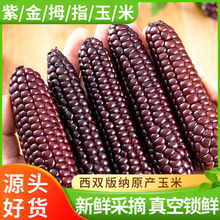 ���p��{Ĵָ�������r������Ŵ��ʳ�����Ŵ���״ּZ�Zʳ��ʹ���