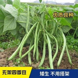 �o���ļ�������ض��N���ļ����N�Ӱ���������̨�������߲˷N��