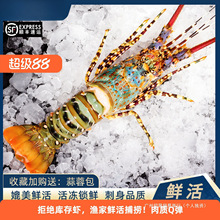 澳洲大龙虾特大3-8斤大花龙鲜活速冻小青龙波龙深水虾海捕鲜水产