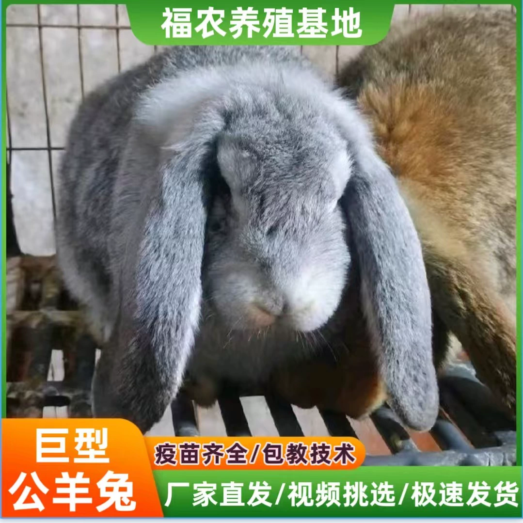 Чистокровный гигантский кролик-баран, живой белый кролик-баран с длинными ушами, крупный мясной кролик, молодой кролик с высокой степенью спаривания и размножения.