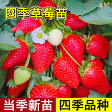 盆栽奶油草莓苗红颜章姬带盆带土新苗南方四季结果秧苗秋冬季种子