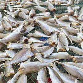 新晒去头半干咸鱼干货小黄鱼干白姑鱼黄花鱼风干特产渔民自制自晒