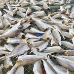 新晒去头半干咸鱼干货小黄鱼干白姑鱼黄花鱼风干特产渔民自制自晒