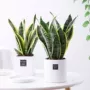 金边盆栽水培植物虎皮兰