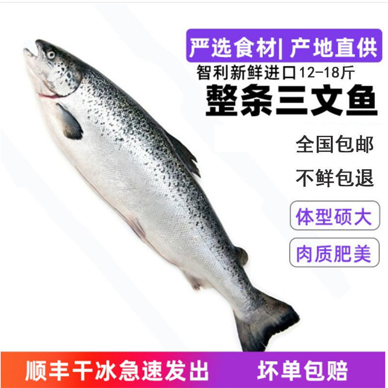 三文魚整條智利冷凍新鮮大西洋鲑魚刺身壽司生魚片壹件代發小吃