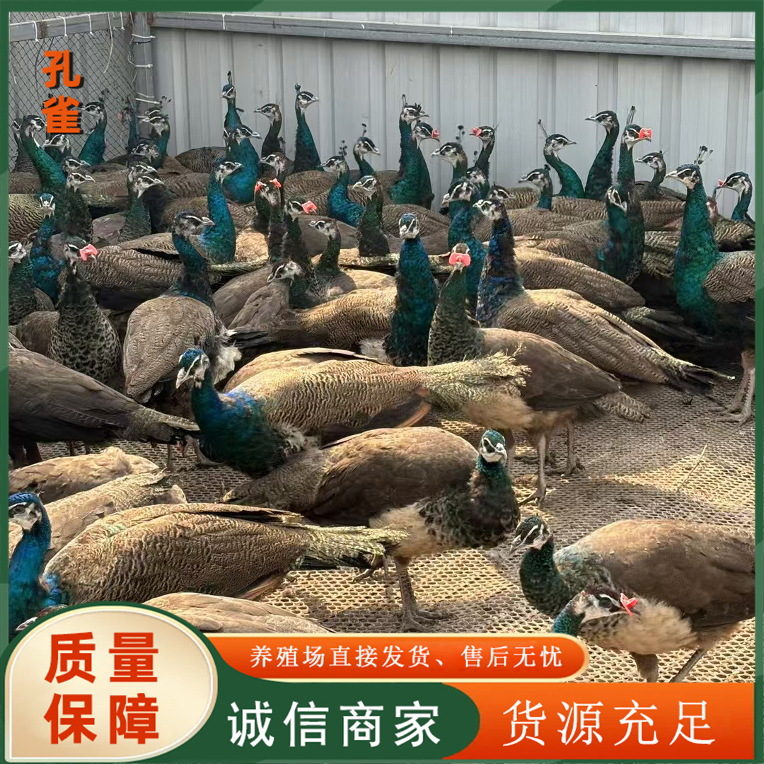 958ea6a128aa8fdd60331eee6ea480