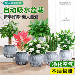 绿萝箩发财树绿植盆栽花卉室内吸除甲醛桌面水培懒人植物四季好养