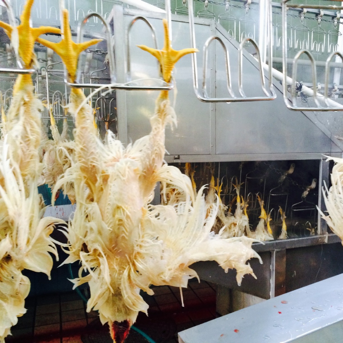 供应家禽屠宰设备鸡烫毛机 鸭子大鹅烫毛机 家禽自动浸漂烫池