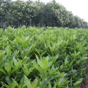 �������ֱ�N �������� ɺ���� Ҏ���Rȫ�߶�1-3�� �������l