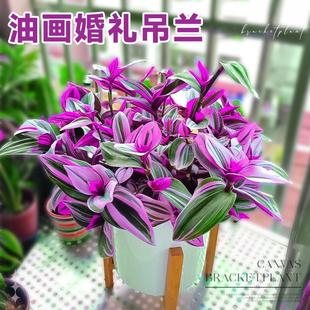 Oil Painting Wedding Hanging Orchid Bonsai Old Stump Hydroponic Seedling Succulent Plant Indoor Balcony Flower Green Plant Purple Orchid