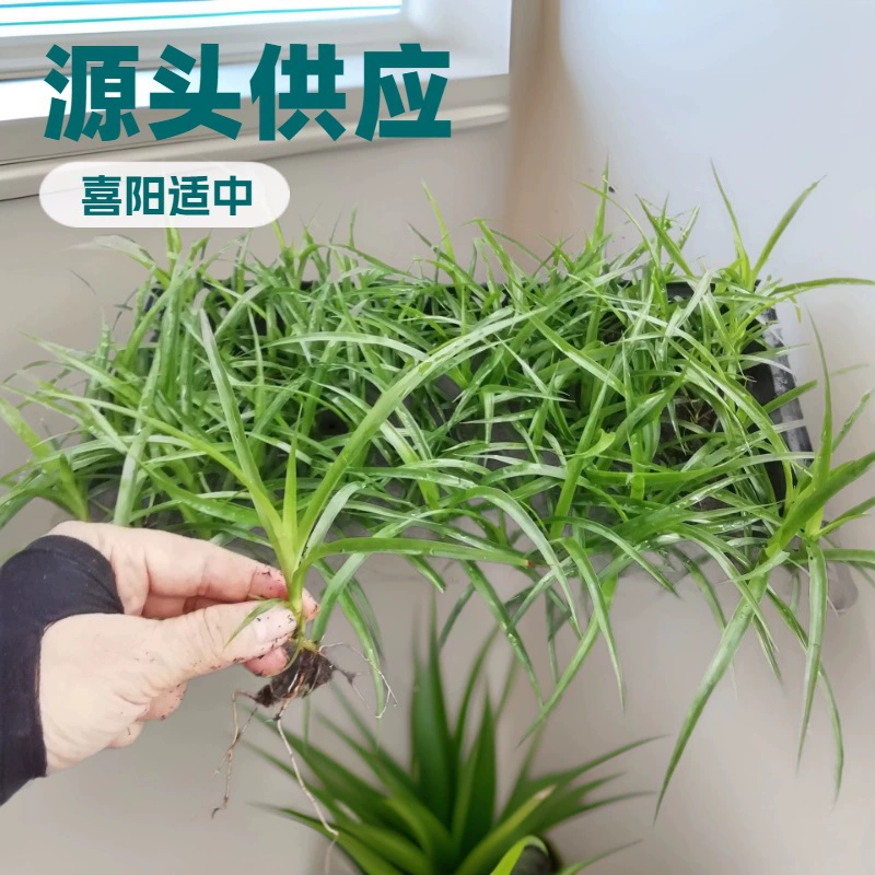 Источник поставки фабрики цветы зеленая Орхидея (дерево крови дракона) экран культуры ткани саженцы озеленение саженцы растений оптом