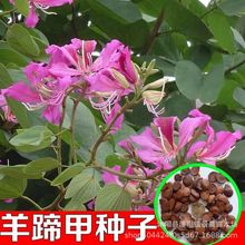羊蹄甲种子 红花羊蹄甲 宮粉羊蹄甲洋紫荆红花紫荆弯叶树种子四季