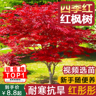 �t�������辰�ͺ��ļ��t�Ї��t���~�҃���ͥԺ�e������ֲ�����͘�