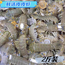 ʮ������uƤƤ�r�r��������r���F�r�r�Þ|���r�r���ӻ��w�r��