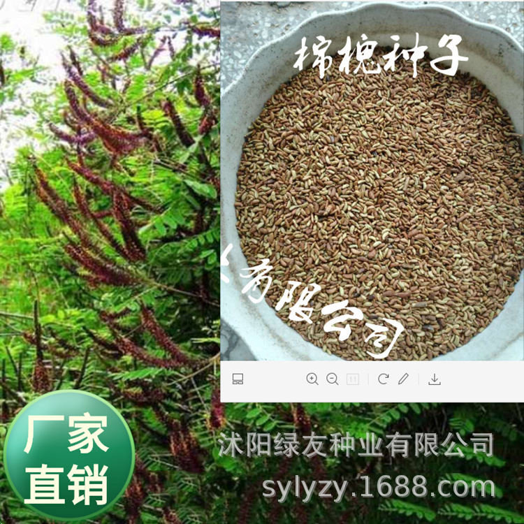 Manufacturer Supports Small Package Packaging of Greening Seeds, Forest Seeds, 170 Kinds of Purple Locust Seeds, Cotton Locust Tree Seeds