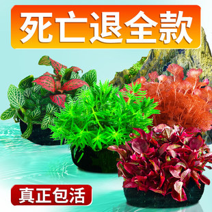 �~��ˮ��ֲ������쾰�������ˮ�ő���ˮ���B�~ˮ��Ź�ˮ�����