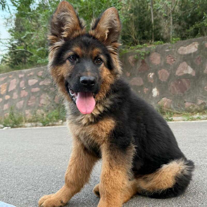 Purebred Show-Quality German Shepherd Large Dog with a Curved Back and Black Back, German Shepherd Police Dog Puppy, Live Pet Dog Purebred Show-Quality German Shepherd Large Dog with a Curved Back and Black Back, German Shepherd Police Dog Puppy, Live Pet Dog