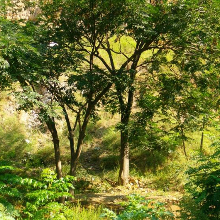 Инженерные работы по озеленению, посадка саженцев нима, украшение тротуаров цветными блоками, живая изгородь из нима, скидки при оптовых закупках.