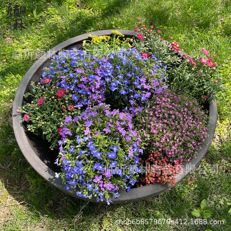 Grandes paneles de maceta supergrande maceta poco profunda maceta abierta maceta gran maceta paisaje caja de flores redonda maceta de boca grande maceta baja maceta arena púrpura
