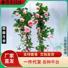 һ�����l�ٱ��¼����Nޱ����W���´󻨝�����������ֲ��ͥԺ����