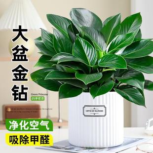 Special Large Pot of Golden Diamond Green Princess Potted Plant to Purify the Air, Indoor Green Plants and Florals, Easy to Maintain and Absorb Formaldehyde