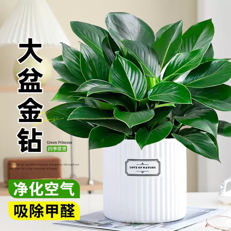 Специальный большой горшок с золотым бриллиантовым зеленым горшком принцессы для очистки воздуха, комнатными зелеными растениями и цветами, легко поддерживать и поглощать формальдегид.