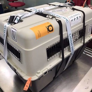 Air China flight case pet golden retriever large small dog cat trolley case portable dog cage dog carrier box