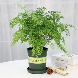 盆栽;灌木;乔木