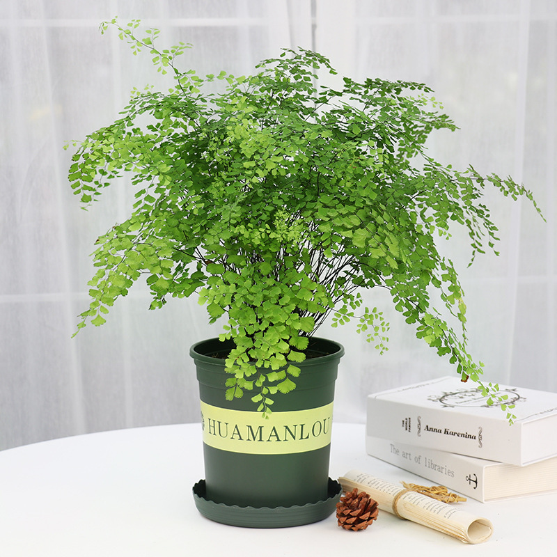 Ferns Maidenhair Fern Potted Mosquito Repellent Wolf Tail Fern Bird's Nest Fern Wire Grass Evergreen Indoor Shade-Loving Plant All Year Round
