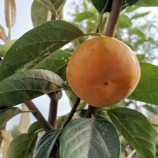 ����ֱ�l1-3����������Ә� ��ȻÓ��ˮ����������������