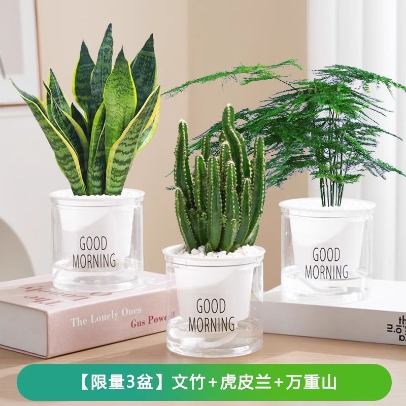 [특별 제공 화분 3개] 아스파라거스 아스파라거스/타이거 피라냐/완중산