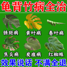 龟背竹锈斑病药治叶子发黄焦边铁锈黑斑长霉菌杀菌营养液