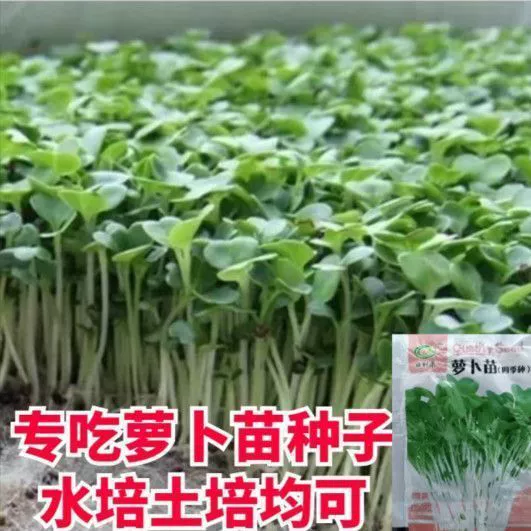 Четыре сезона быстрорастущие семь дней можно съесть рассаду редиса Редька Детские Семена капусты балкон Гидропонные овощи органические семена ростков