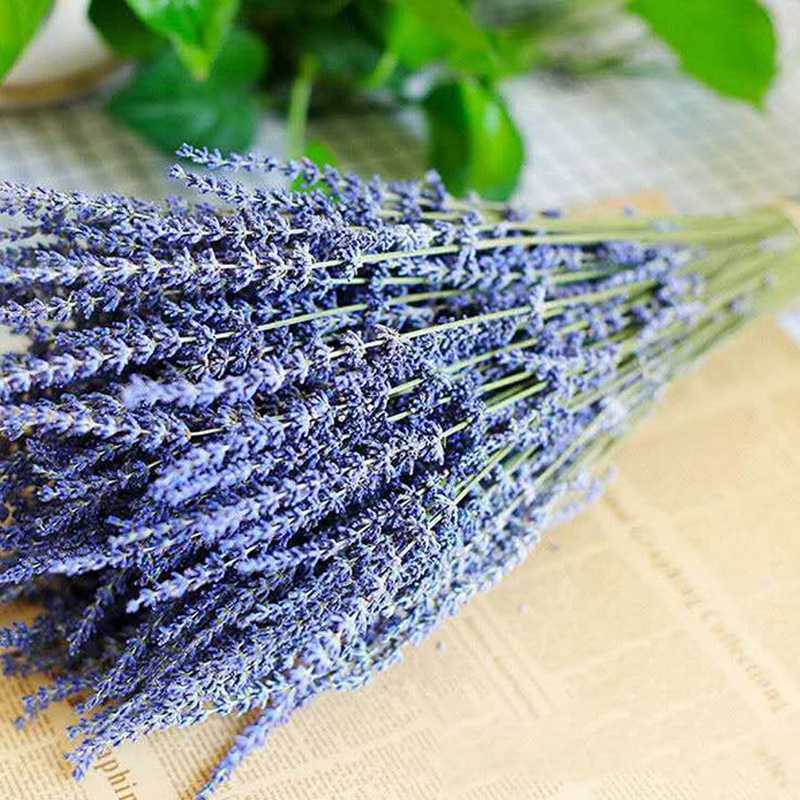 천연 말린 라벤더 꽃 100g (약 220개)