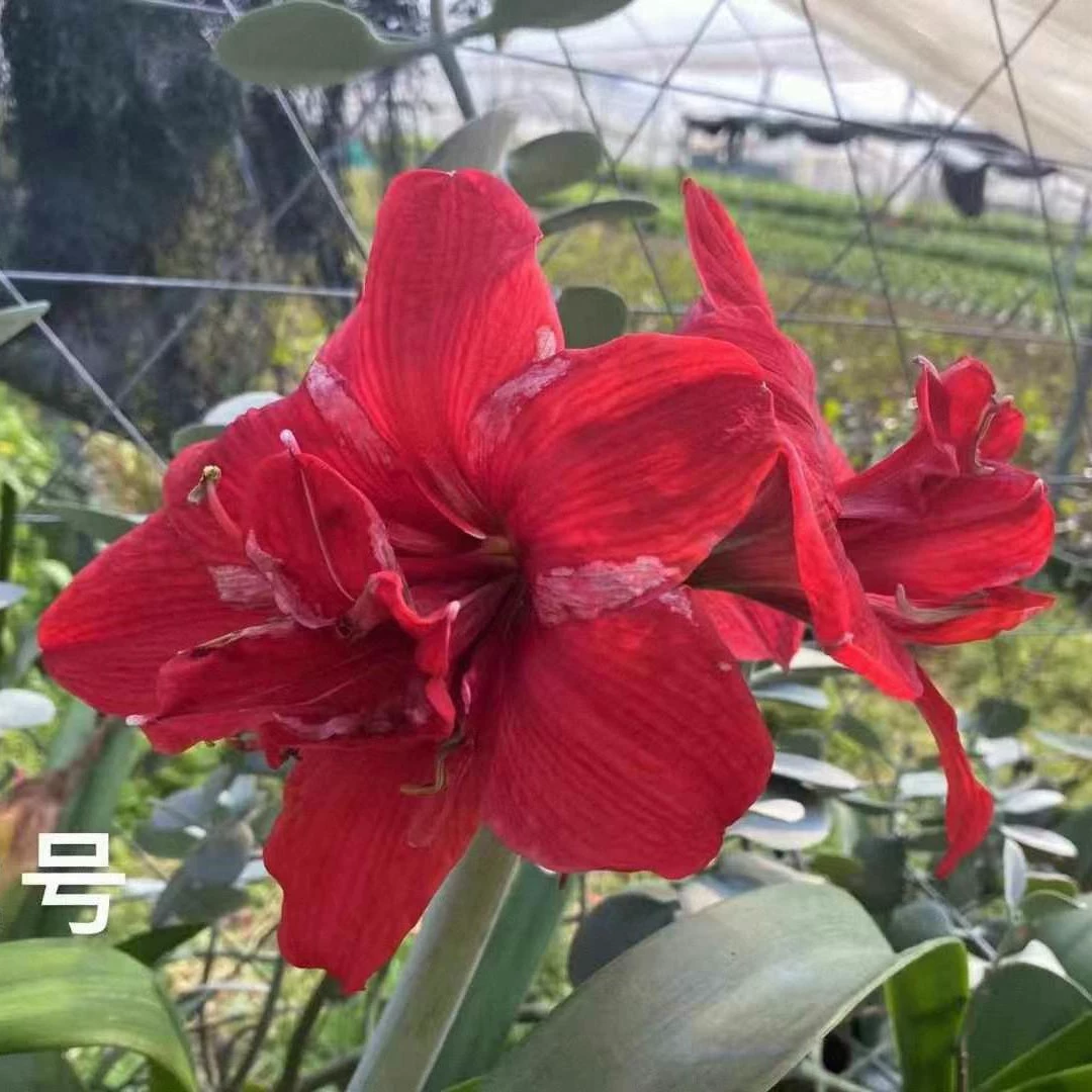 Минхуи Цветок Аmaryllis