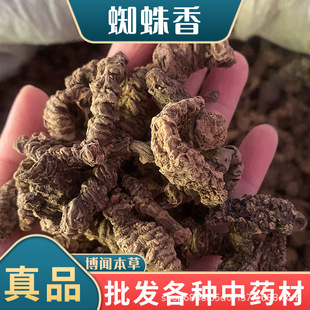 ��ș�����l֩������i���R����ε��������������䱳��ș�Ĵ�ȫ
