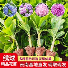 ǧBoMİɻǤС׻Bļ_Ի