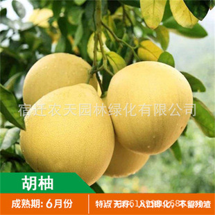 ���ּt��������ƽ�͹�Ϫ���t������t�����������t���֘���tƤ��