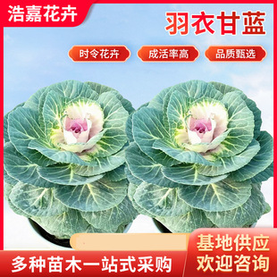 Kale Perennial Flower Potted Winter Grass Flower Potted Seedlings Cold-Resistant Florals Colorfulful Kale Seedlings