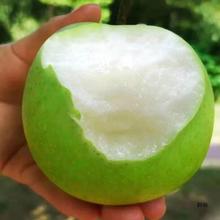 �Xɽ���殔��ˮ�����r���ӻʹ�����Ƥ��ѩ�����������ζ��֭