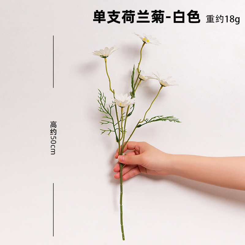 Crisantemo holandés único - blanco