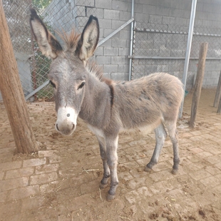 �^�p�Ȍ������Bֳ �����H�����u�� ���^����@����Сë�H���w�r��