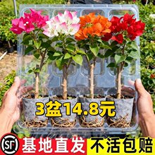 重瓣三角梅盆栽带花老桩大苗室内外爬藤植物红梅花卉四季多季开花