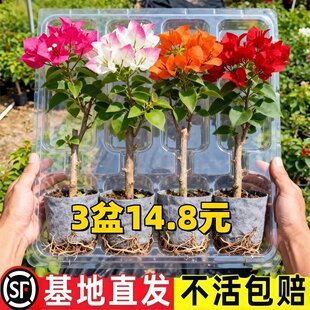 �ذ�����÷���Ԏ����Ϙ������҃�������ֲ��t÷�����ļ��༾�_��